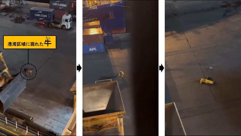 信じられない事故、ブラジルの港で突然現れた牛が港湾作業員に激突