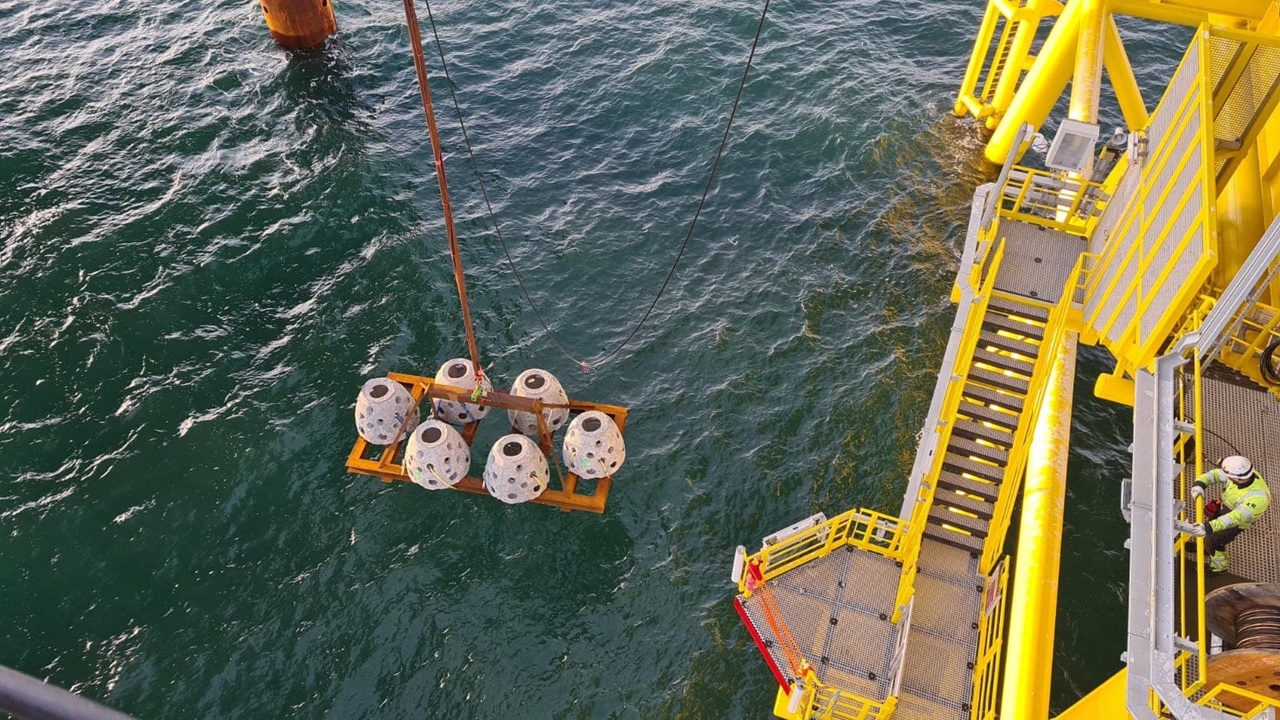 TenneTがオランダ沖の洋上変電所近くに人工リーフブロック設置