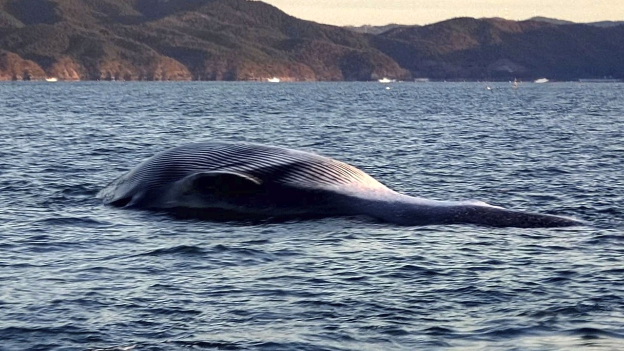 石巻沖で見つかったクジラの撤去作業、沖合へ曳航し重りで沈める