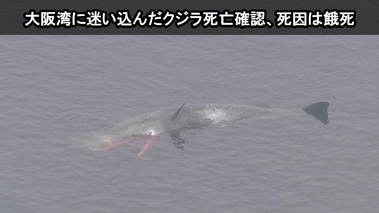 大阪湾に迷い込んだクジラ死亡確認、死因は餓死とみられている