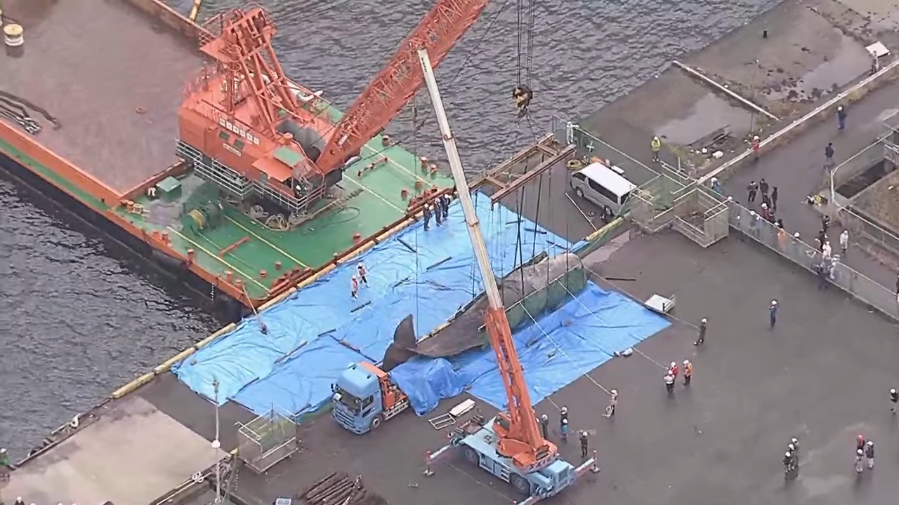 大阪湾の迷いクジラ、埋設処分に向けてクレーン船による陸揚げ